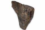 Fantastic, Fossil Woolly Mammoth Upper M Molar - Poland #337197-7